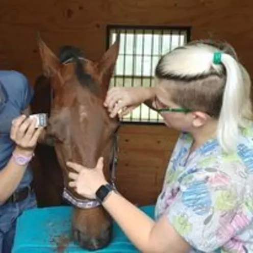 Horse Enucleation